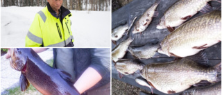 Ädelfisken försvann ur den lilla tjärnen utanför Niemisel – Fiskevårdsföreningen la ut nät • Fick hiskeligt stora "krokodilgäddor"