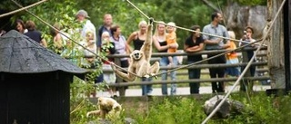 Kolmårdens djurpark vann turismpriset