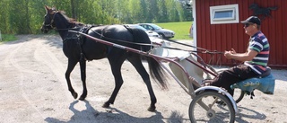 Fyrtal i skrällsegrar av Piteåhästar i Boden