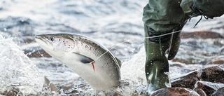 Kan bli förbjudet att ta hem fisk från Norge