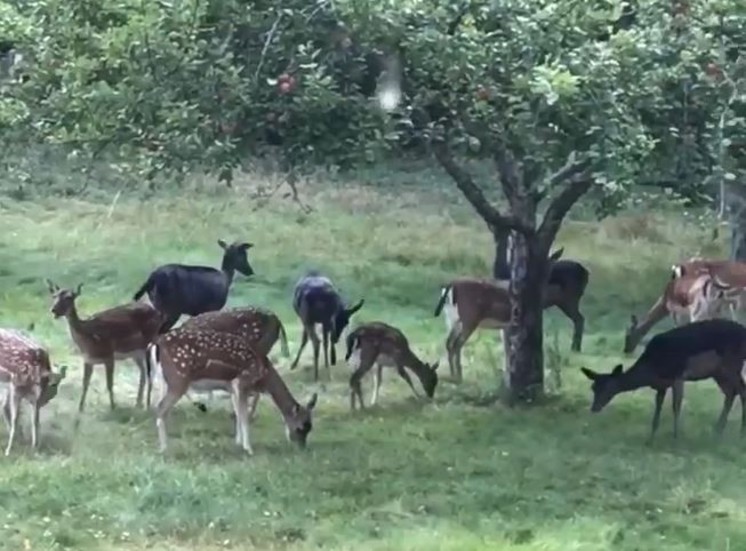 Dovhjortsgänget brukar komma förbi ungefär en gång om dagen hem till Maria Llerenas trädgård för att mumsa på fallfrukt.