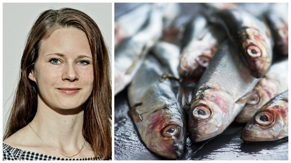 Strömmingen är själva hörnstenen i Östersjöns ekosystem, utan den rubbas balansen och hela ekosystemet tippar. Nu är det en kamp mot klockan om fiskbestånden och hela havet ska räddas, skriver Rebecka Le Moine.