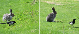 Läsarbilden: Hare + skata = ?