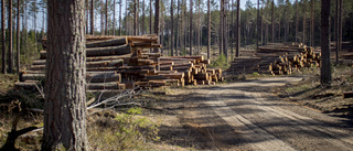 Holmen får hämta virke från svinpestområde