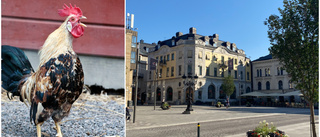 "Tuppen" ska gala på Stora Torget – varje morgon