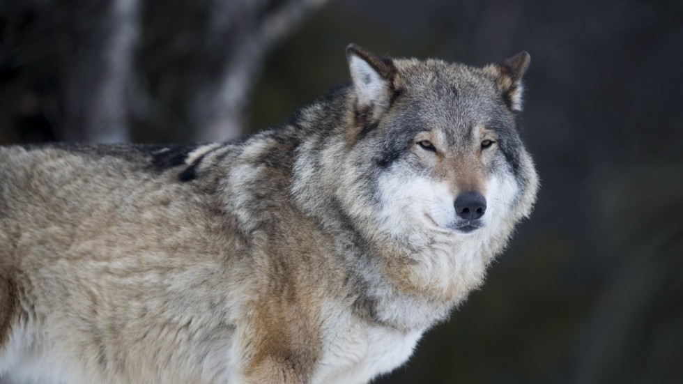 Det finns ett mycket stort och ökande missnöje bland våra medlemmar som vill fortsätta att verka, leva och jaga i sin hembygd utan att riskera att deras tamdjur eller hundar attackeras av vargar, skriver Fredrik Lundén, ordförande Jägareförbundet Östergötland.