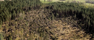 Skogens förnyelse släpar efter