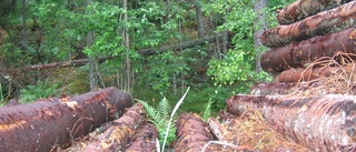 Feltänkt om skogen i Åtvidaberg