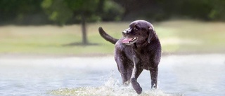 Så kan labradoren leva länge