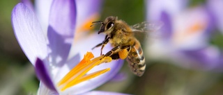 Låt insekterna får leva        