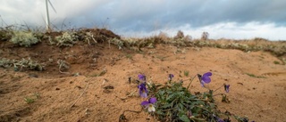 Klimatet spelar blommorna ett spratt