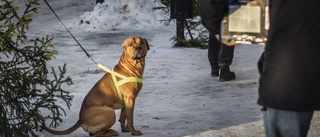 Hundraketer säljer till nyår