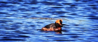 Värna biologisk mångfald