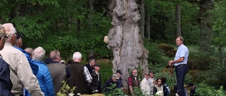 Skogen fortsätter att locka