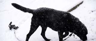 Ring polisen om du saknar din hund