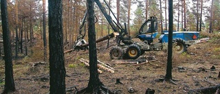 Nu avverkas den brandskadade skogen