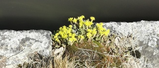 Läsarbilden: Det blommar vid kanalkanten