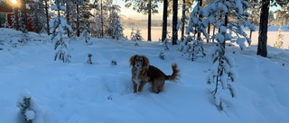 Dagens läsarbild: Bus i snön