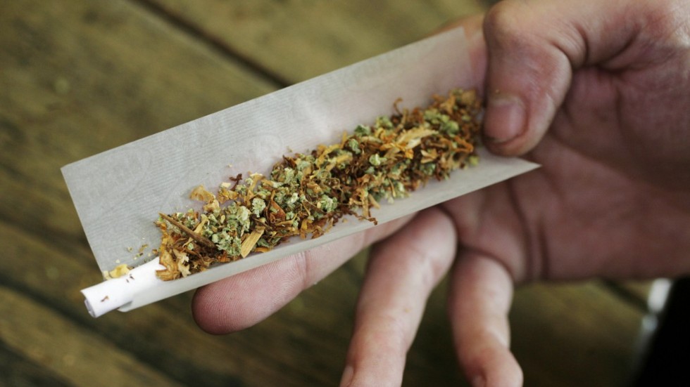 Polisen hittade flera cannabisplantor på sydvästra Gotland. 