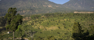 Guatemala vill lämna kaffesamarbete