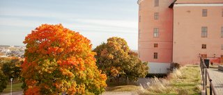 Så klär sig Uppsala i höstskrud