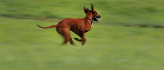 Påkörd hund dog och föraren smet