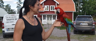 Uteyoga bland sköldpaddor, får och en tjuvaktig korp