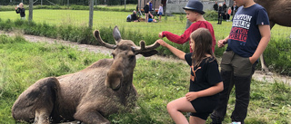 Sommartipset: Möt skogens konung på älgfarmen i Bjurholm