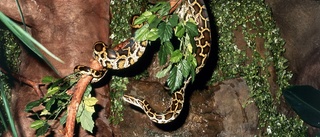 Reptilmässa ALBA Expo i Norrköping