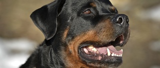 Rottweiler attackerade pojkvän