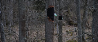 Vad händer med ekarna vid Rosenkällasjön och Viggeby?