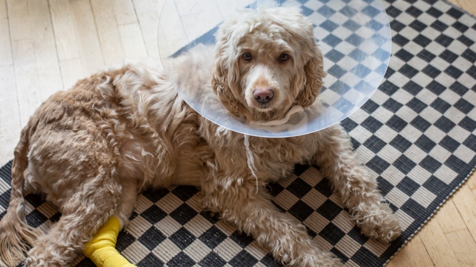 Att plåga djur i syfte att skada kvinnor bör klassas som grovt djurplågeri, anser Veterinärförbundet och flera organisationer. Arkivbild.