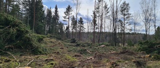 Debatt om nytt naturreservat att vänta efter avverkning