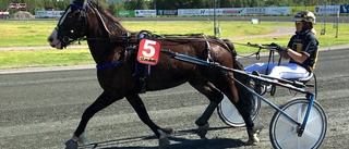 Trippel till Skellefteåtravet – snabbfotade Wik Viktoria bara bäst efter ett drömlopp: ”Som en liten bil”