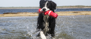 Det här gäller kring hundbad i Piteå • Här är hunden välkommen!