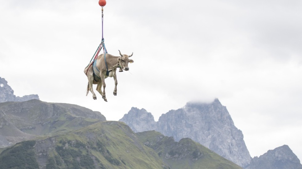 En skadad ko transporteras med helikopter från schweiziska Klausenpass. Bilden är från en tidigare koevakuering.
