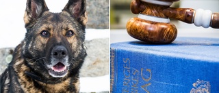 Attackerades av hund – förlorade i domstol