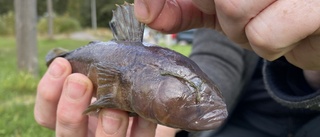 Ökänd fisk sprider sig längs kusten – så ska den stoppas