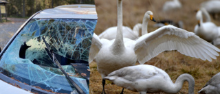 Skrotbil har stått vid naturreservat i månader • Snart kan den flyttas: ”Det ska inte stå bilar i skogen över huvud taget”