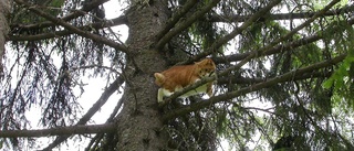 Trädklättrare Robin räddade katten