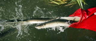 WWF:s önskelista för naturen  