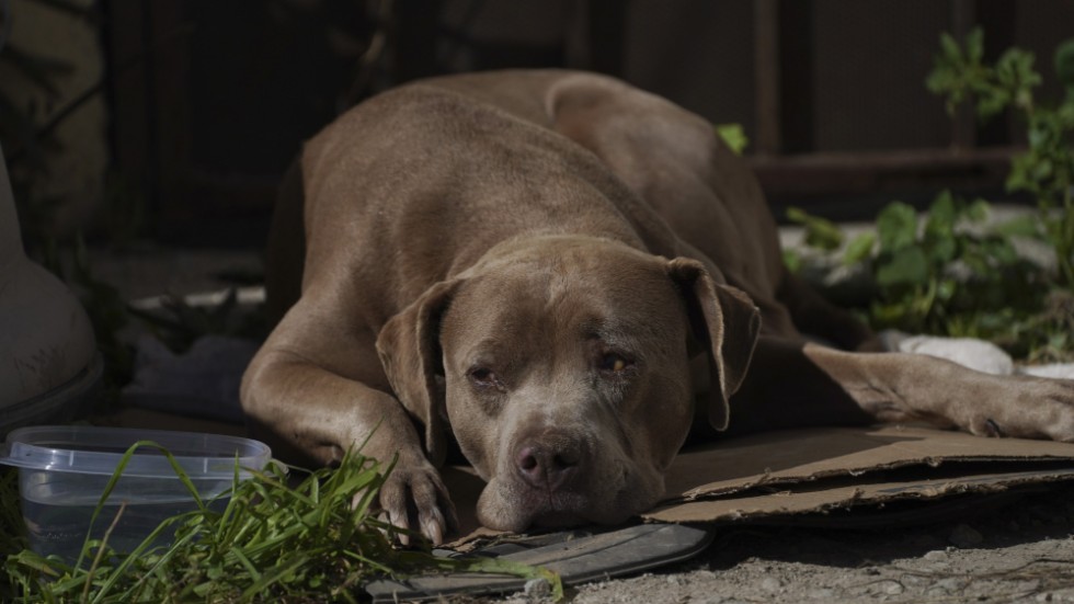 Den mördade journalisten Lourdes Maldonado López hund Chato väckte uppmärksamhet hos det pressuppbåd som kom till hennes hem för att rapportera om mordet. Arkivbild.