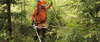 Det riktiga problemet i skogen är staten