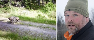 Vargreviret Ulva i Hälleforsnäs växer: ✓Konstaterad föryngring ✓Jakthund blev förföljd ✓Fick rävskabb