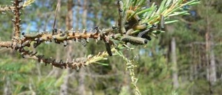 Fortsatt kamp mot tallstekeln