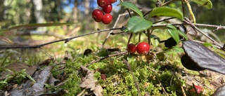 Nu ska gamla parken bli naturreservat