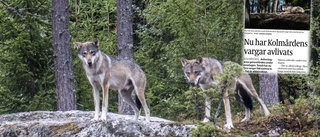 Kolmården dementerar planer på nya vargar