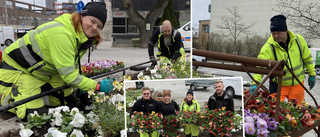 Hjältarna som gör stan vårfin – sätter ut mängder av blommor