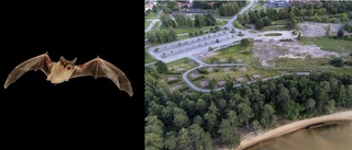 Varamons detaljplaner försenade – för skydd av fladdermössen