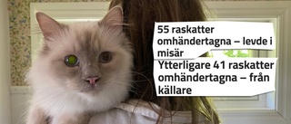 Här får katterna nytt liv – efter skräckfyndet